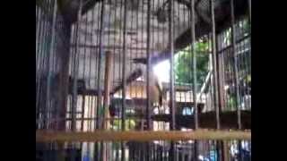 Download lagu cendet situbondo gereja love bird mewah mp3