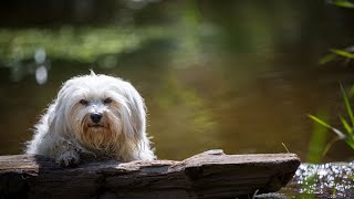 Havanese vs Cavalier King Charles Spaniel: Which Breed Suits You?
