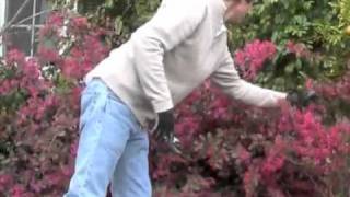 Loropetalum 'Plum Delight' - Maintenance