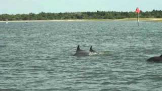 preview picture of video 'Dolphin #2 in Taylors Creek. Beaufort, NC'