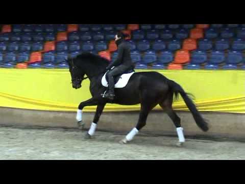 Quaterback-Rubin Royal Stute * 2008