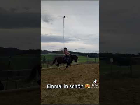 Schritt-Galopp-Übergänge üben 🤩