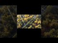 Rise Up Bloom Shorts Nature Dronevideo Park