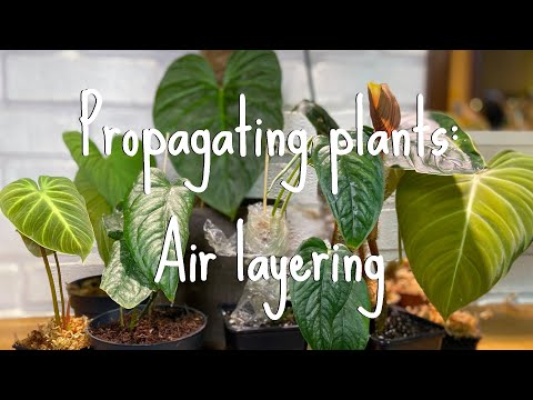 Vermehrungsmethoden für Zimmerpflanzen Teil 1: Abmoosen