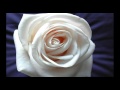 Вечная красота розы. Франсис Гойя. 