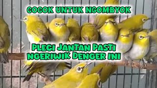 Download lagu pancingan pleci jantan agar ngeriwik mp3