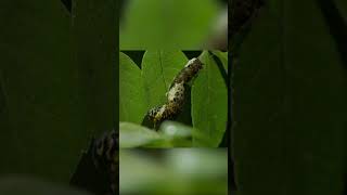 From caterpillar to butterfly