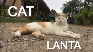 CAT-LANTA