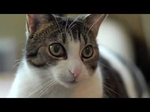 ペットコのアソシエイトスポットライト。ライアン＆ルーシー（毛玉のある猫 (Petco Associate Spotlight: Ryan & Ruthie (cat with hairballs))