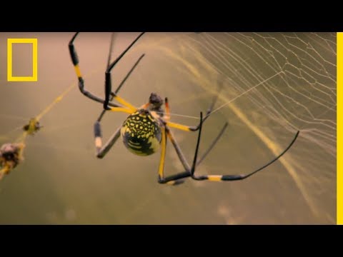 How Spiders Weave Their Deadly Traps