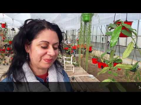 How to grow Hoya globulosa