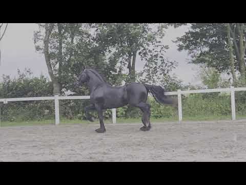 Stal Okkema's Geert - Jasper x Feitse - stallion - 2010