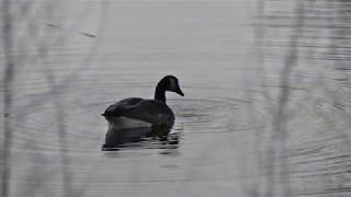 River in the Rain / Roger Miller