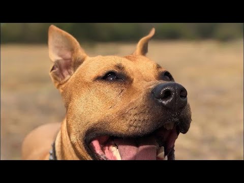 Dogs Barking for 12 hours - High Quality Sounds