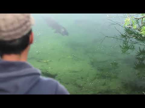 FANTASTIC Stalking For Big Carp - Float Fishing - Carp Fishing