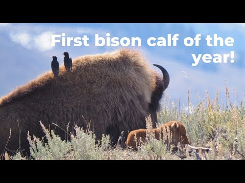First Yellowstone Bison Calf This Year!