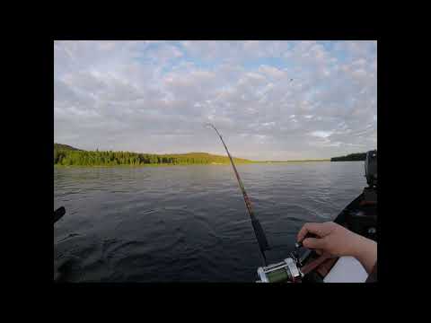 Kauden 2021 juhannuslohi