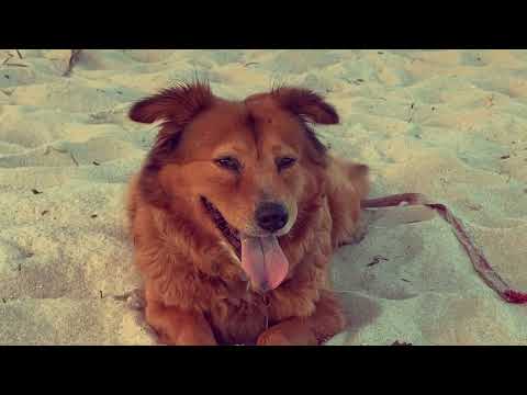 JODIE DOCUMENTARY