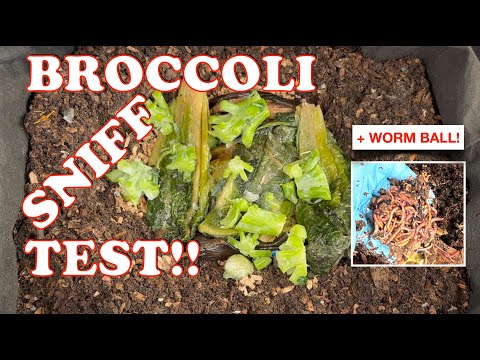 Old Broccoli Puts My Worm Bin To The Test!! | Vermicompost Worm Farm