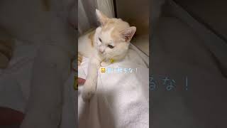 嫌いな注射を打った後の仲直りは簡単じゃない【保護猫ほっぺたろう】#shorts