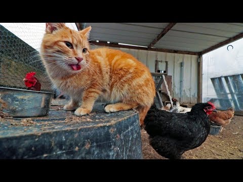 The cat that thinks he’s a chicken