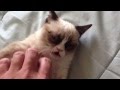 грустный кот 