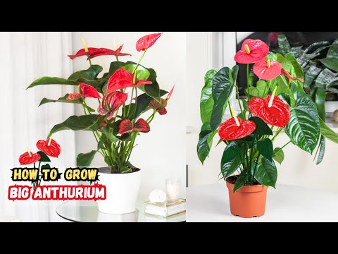 15 Fantastic Tips on How to Grow a Big Anthurium Plant