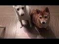 Shiba Inu Puppies - Summon the Ice - 芝氷の召喚 ...