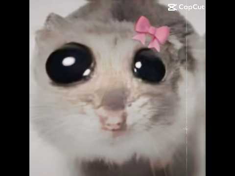 sad mouse 🥲🥲🥲 #shorts