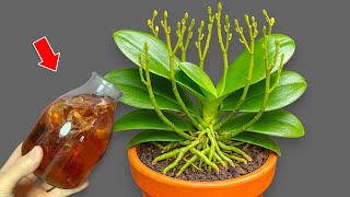 Amazing! Pour 1 Cup per week! Orchids create new roots and flowers immediately