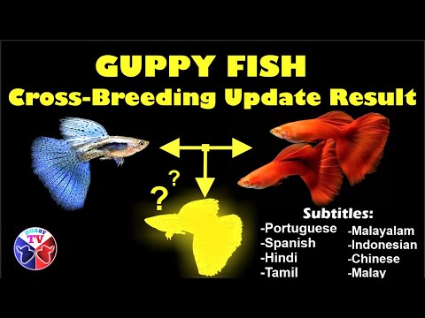 , title : 'Guppy Fish Cross Breeding Result Update!'