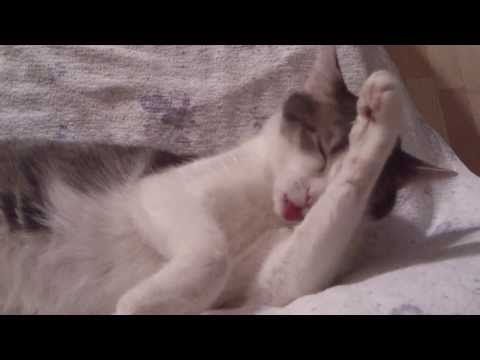 FUNNY CATS LINA & LUANA - LUANA