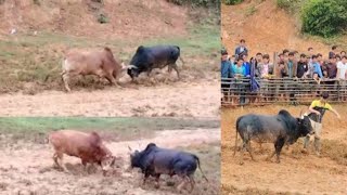 Nyuj sib nraus zoo saib heev