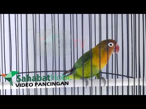 download lagu mp3 mp4 Video Burung Lovebird Buat Masteran, download lagu Video Burung Lovebird Buat Masteran gratis, unduh video klip Video Burung Lovebird Buat Masteran