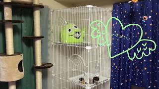 トイストーリーハウス。猫のおうちも出来る限りトイストーリーにしたい。ニューアイテム！キャットタワーも新しく購入しちゃった！