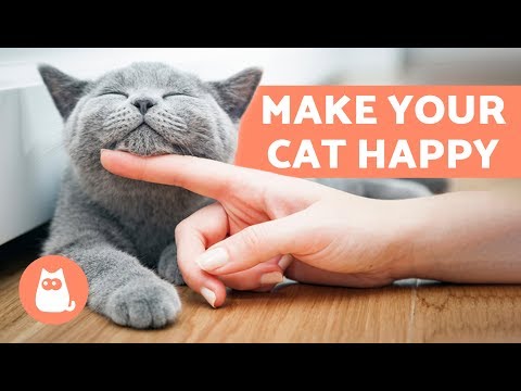 How to Make Your Cat Happy – 10 Tips for a Content Cat