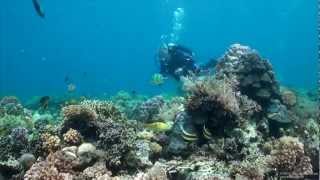 preview picture of video 'SCUBA Diving Malapascua, Mactan, Oslob - Cebu, The Phillipines - Underwater Video HD'