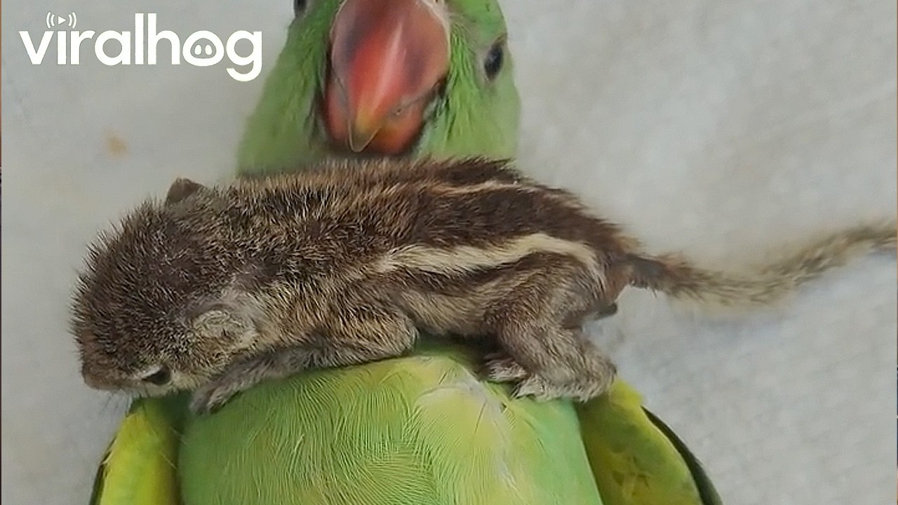 Baby Squirrel Rests on Parrot's Belly || ViralHog