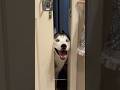 Husky Expectations Reality Normal Dogs Vs Huskies Huskies Are Pro At Saying NO Husky Shorts