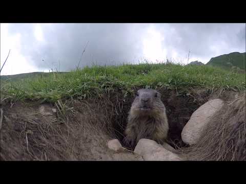 Marmot close-up while trekking the Alta Via 2 Dolomites, San Pellegrino Pass, July 2019