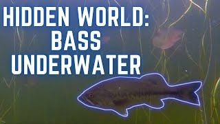 Hidden World: Bass Revealed Underwater