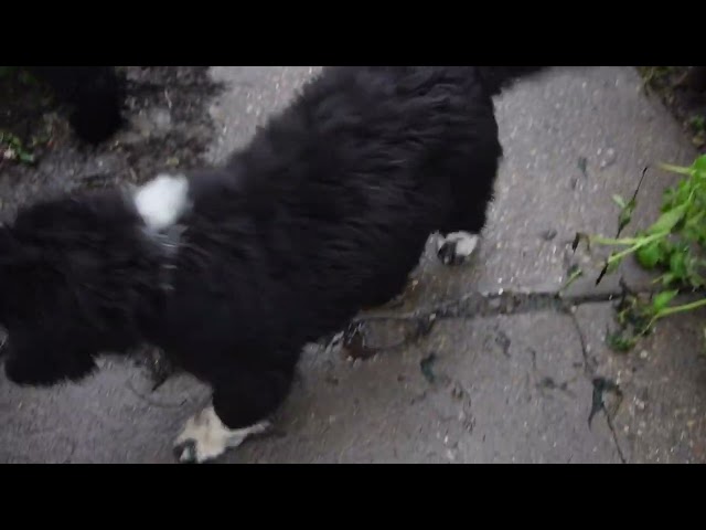 Terranova cachorro en venta