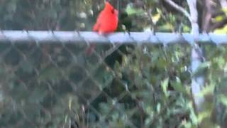 Male Northern Cardinal Redbird Common Cardinal Bird