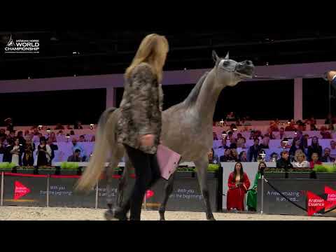 N.28 KAMOUNEH AL ZOBAIR - Paris 2017 - Junior Fillies (Class CM2A)