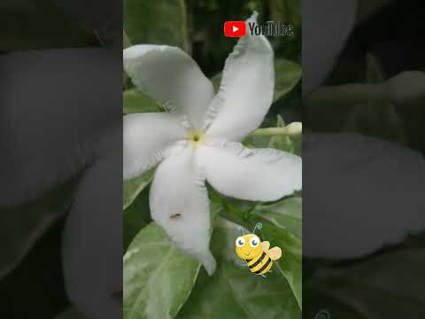 Earth laughs in flowers | relaxing music | my garden 🦋🌺🌿view | feeling awesome 🏵️🐞