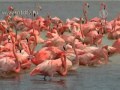 Розовые фламинго прилетели зимовать в Мексику 
