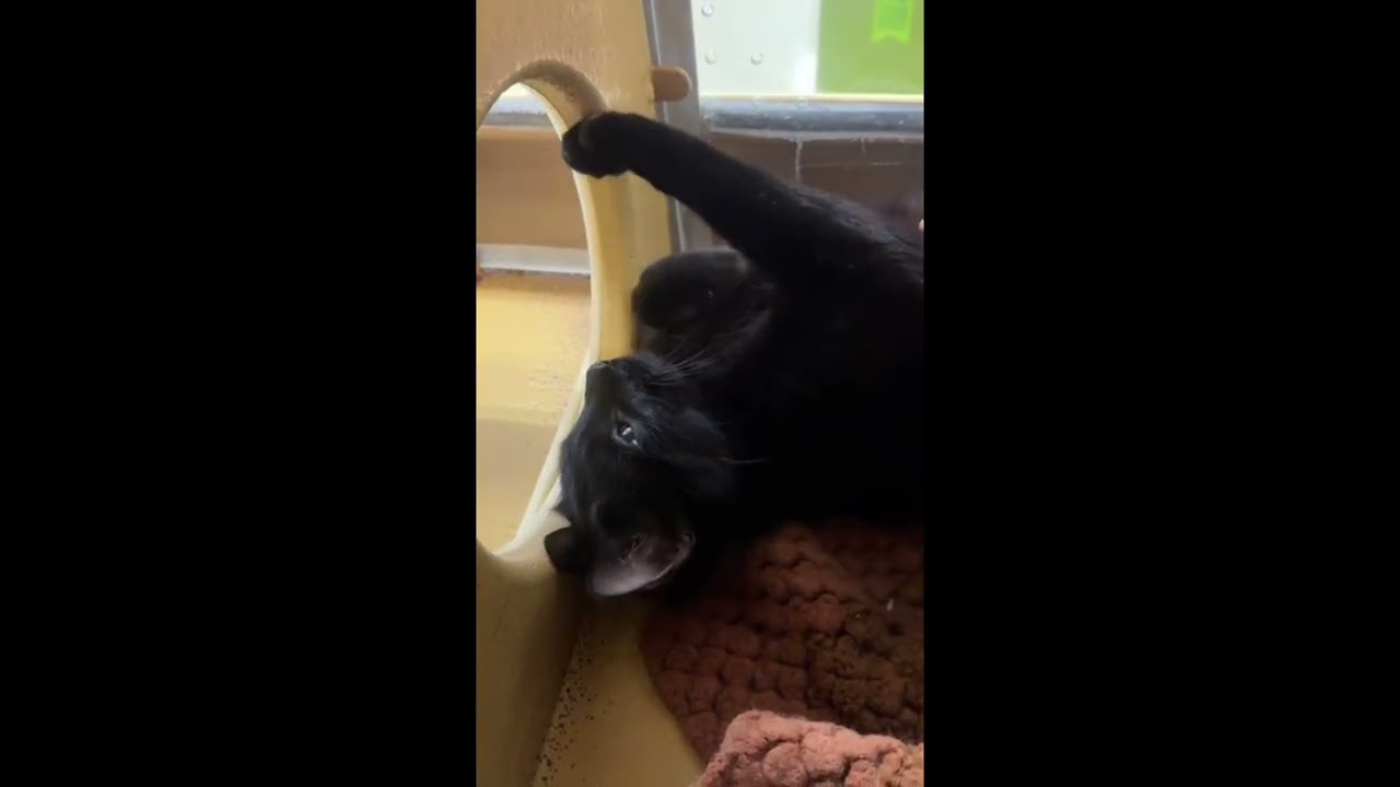 Enlarge Mellow (bonded with Monkey), a Adoptable mixed breed in Toronto, ON video 6/6