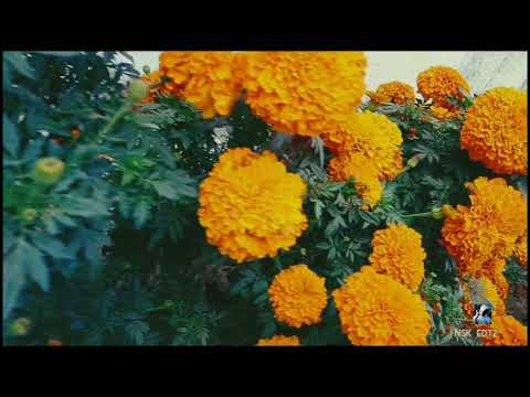 Nature beauty videos.   #naturevideo #video #viral #shortfilm #n