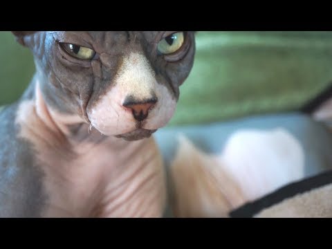 ASMR grooming sphynx cat #5