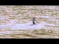 Cormorant Battles With An Eel At Fendrod Lake Swansea
